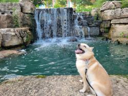 Reunited Female Dog last seen Near mobile on Forsyth, St. Louis, MO 63105