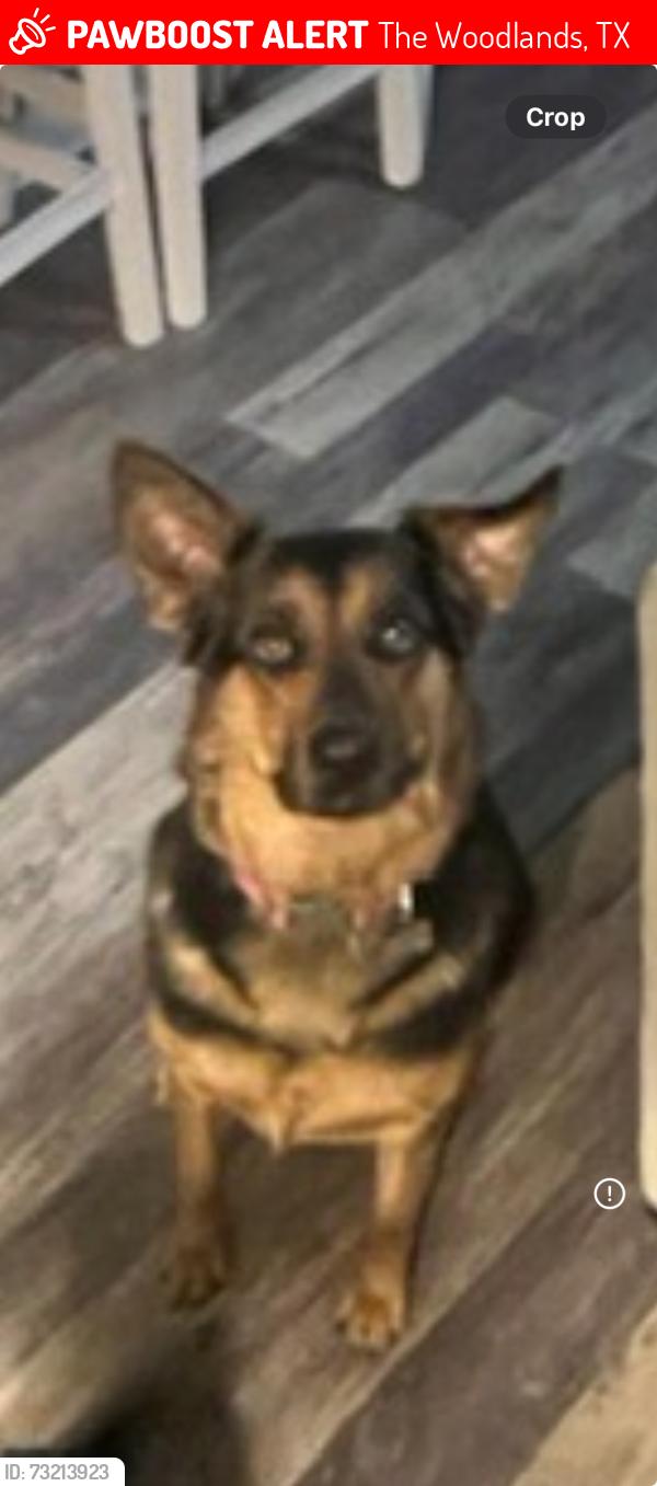 Lost Female Dog last seen Many Pines Dr, The Woodlands, TX 77380