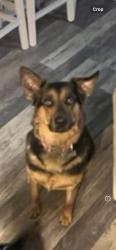 Lost Female Dog last seen Many Pines Dr, The Woodlands, TX 77380
