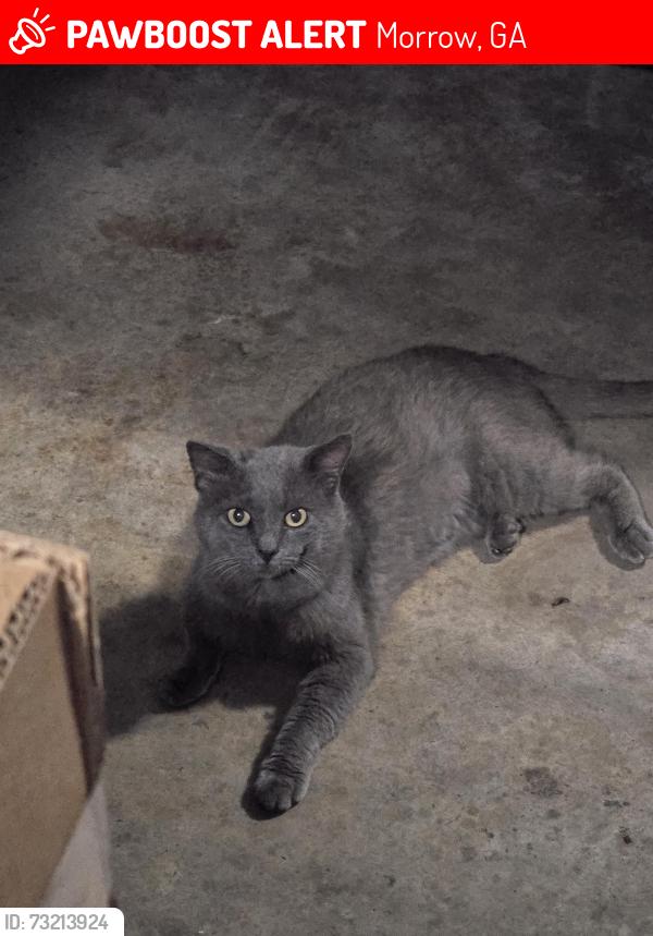 Lost Male Cat last seen Argonne Drive, Morrow, GA 30260