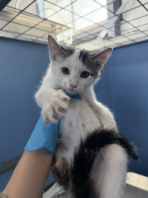 Shelter Stray Male Cat last seen BUNKERHILL AND HILCREST, 333 Chandler Pl, San Bernardino, CA 92408, USA