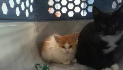 Shelter Stray Female Cat last seen CHARLOTTE, 8315 Byrum Dr, Charlotte, NC 28217, USA
