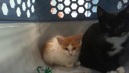 Shelter Stray Female Cat last seen CHARLOTTE, 8315 Byrum Dr, Charlotte, NC 28217, USA