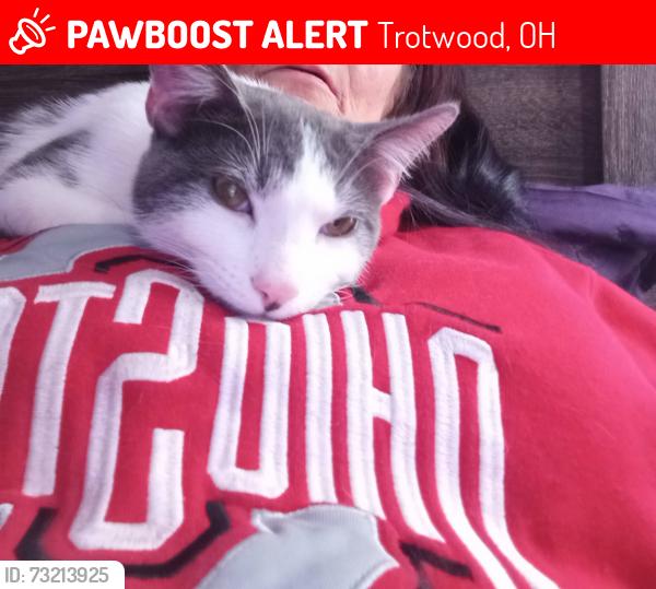 Lost Male Cat last seen Denlinger/ Salem, Trotwood, OH 45426