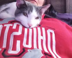 Lost Male Cat last seen Denlinger/ Salem, Trotwood, OH 45426
