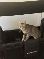 Lost Female Cat last seen Woodside, Greater London, England SE25 5DP