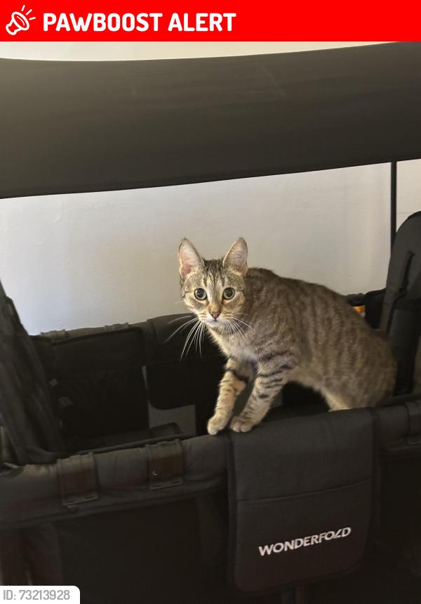 Lost Female Cat last seen Woodside, Greater London, England SE25 5DP