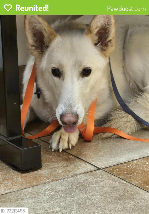 Reunited Female Dog last seen Jones and Desert Inn, Spring Valley, NV 89146