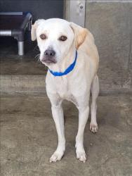 Shelter Stray Male Dog last seen , 1850 W 60th St, Los Angeles, CA 90047, USA