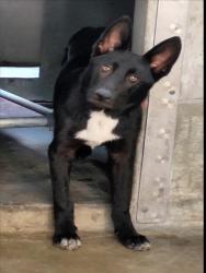 Shelter Stray Male Dog last seen , 1850 W 60th St, Los Angeles, CA 90047, USA