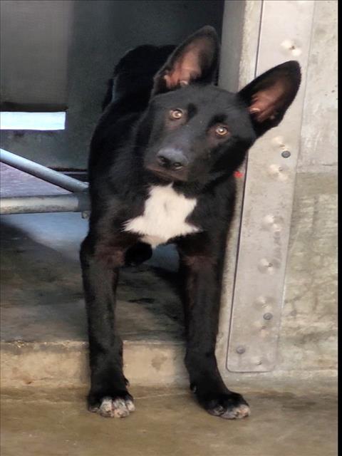 Shelter Stray Male Dog last seen , 1850 W 60th St, Los Angeles, CA 90047, USA