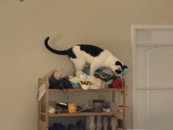 Reunited Male Cat last seen Temecula, CA 92592, USA, Temecula, CA 92592