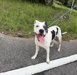 Found/Stray Male Dog last seen Annie Lee road, Trussville, AL 35004