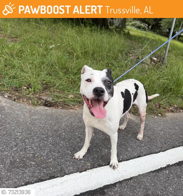 Found/Stray Male Dog last seen Annie Lee road, Trussville, AL 35004