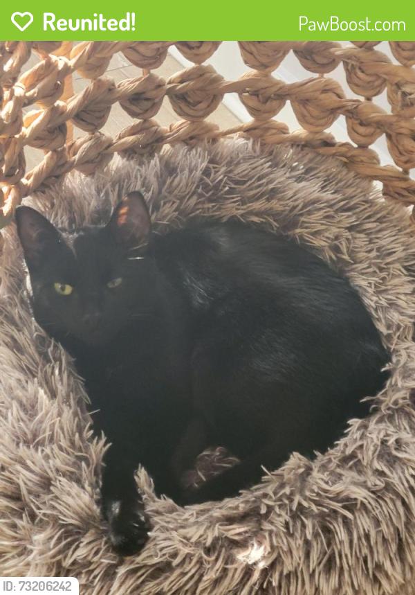 Reunited Male Cat last seen Near ave and 89th st, Edmonton, AB T5E 3J9