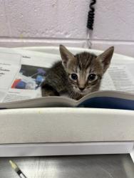 Shelter Stray Male Cat last seen BARBIZON CIR, 2020 Forest St, Jacksonville, FL 32204, USA