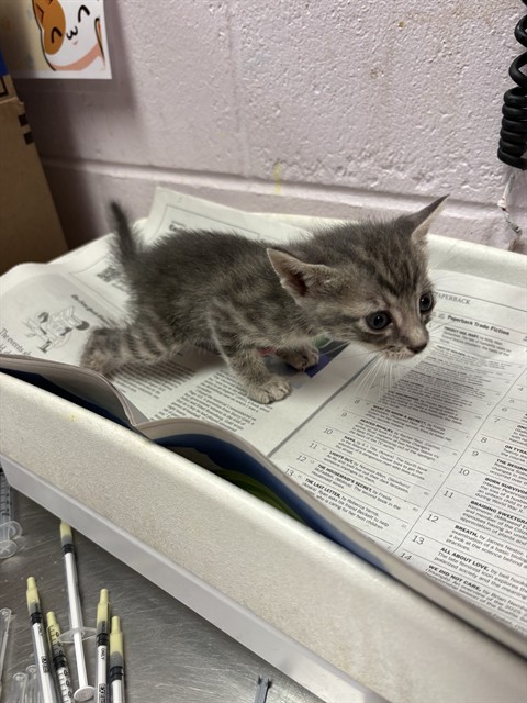 Shelter Stray Male Cat last seen BARBIZON CIR, 2020 Forest St, Jacksonville, FL 32204, USA