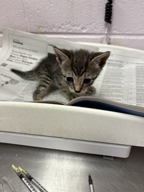 Shelter Stray Female Cat last seen BARBIZON CIR, 2020 Forest St, Jacksonville, FL 32204, USA