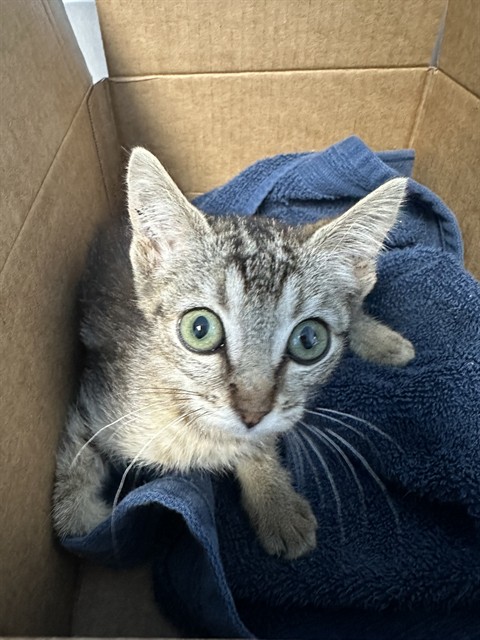 Shelter Stray Female Cat last seen Near BLOCK CASTAIC AVE, BAKERSFIELD CA 93308, 3951 Fruitvale Ave, Bakersfield, CA 93308, USA