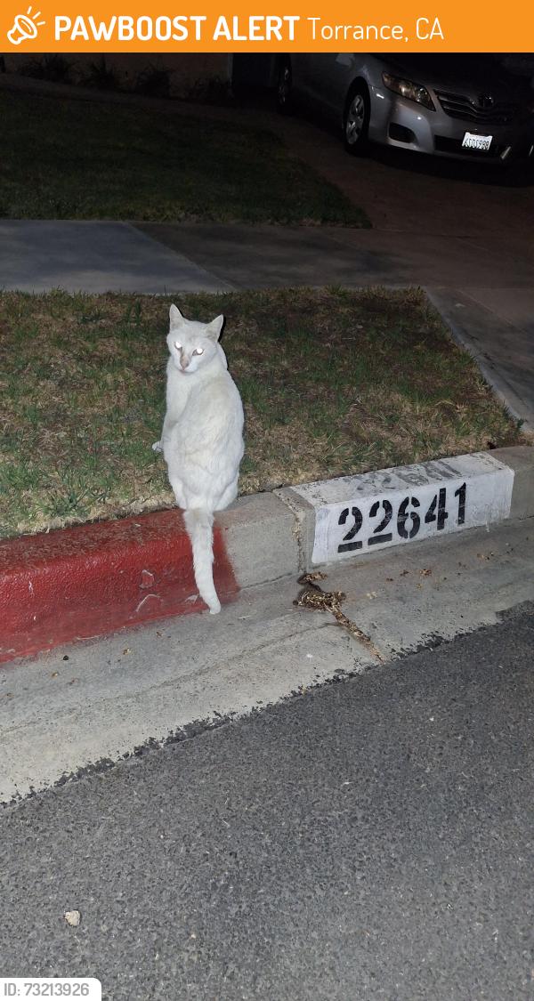 Found/Stray Male Cat last seen Milne & Reynolds, Torrance, CA 90505