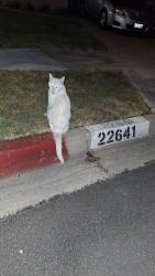 Found/Stray Male Cat last seen Milne & Reynolds, Torrance, CA 90505