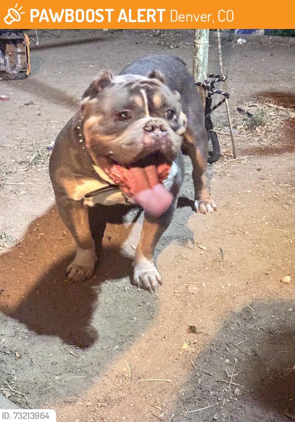 Found/Stray Male Dog last seen Found near i-225 freeway, Denver, CO 80237