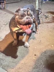 Found/Stray Male Dog last seen Found near i-225 freeway, Denver, CO 80237