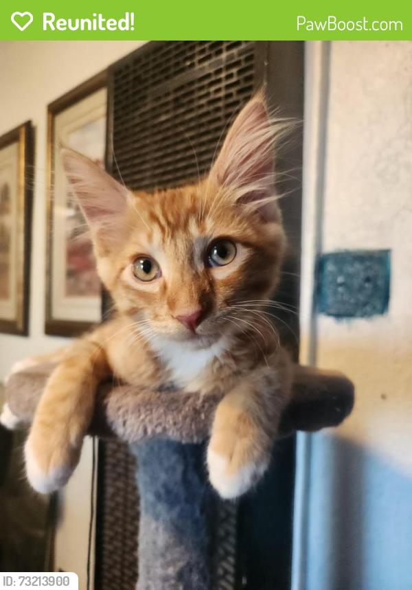 Reunited Male Cat last seen 40th street, Sacramento, CA 95817