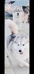 Lost Female Dog last seen Wyoming and Hollywood way, Burbank, CA 91505
