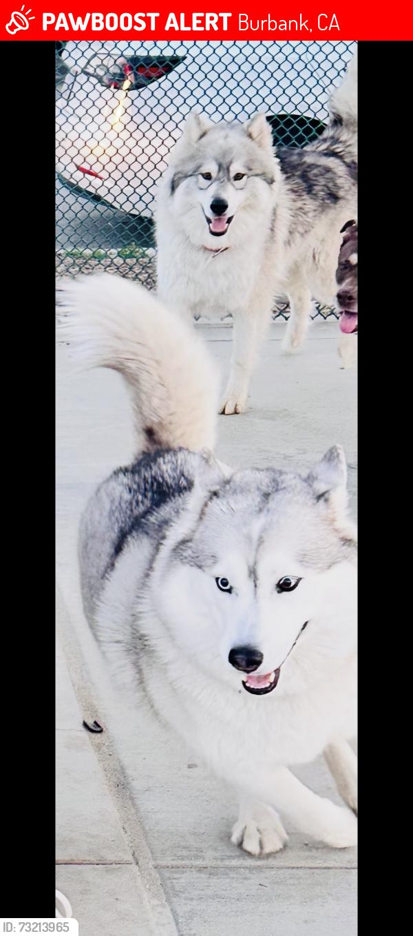 Lost Female Dog last seen Wyoming and Hollywood way, Burbank, CA 91505