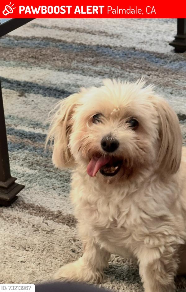 Lost Female Dog last seen R8 and Segovia way, Palmdale, CA 93552