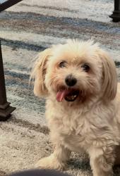 Lost Female Dog last seen R8 and Segovia way, Palmdale, CA 93552