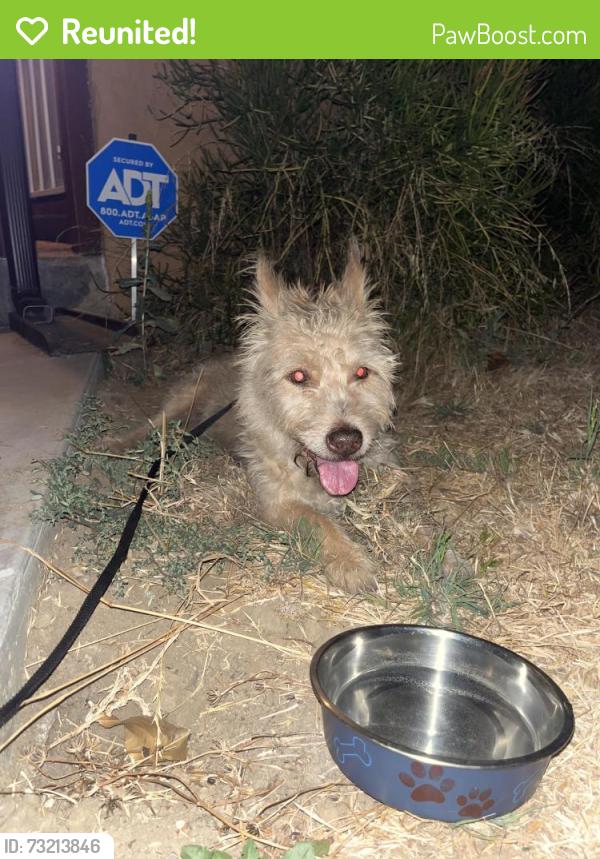 Reunited Female Dog last seen Orange grove and fourth st, San Fernando, CA 91340