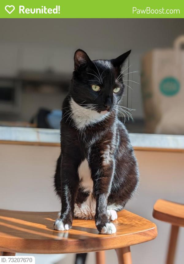 Reunited Male Cat last seen N Bayview Ave & E Duane Ave, Sunnyvale, CA, Sunnyvale, CA 94085