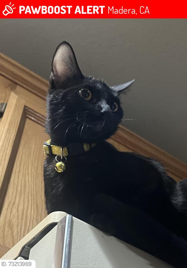 Lost Female Cat last seen san jose ave madera ca, Madera, CA 93637