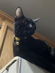Lost Female Cat last seen san jose ave madera ca, Madera, CA 93637