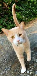 Reunited Male Cat last seen NE Foothill Blvd, Grants Pass, OR 97526, USA, Grants Pass, OR 97526