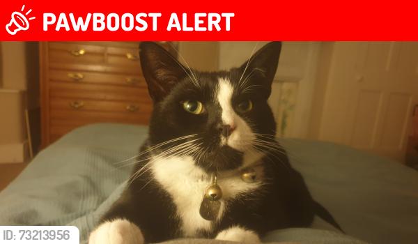 Lost Male Cat last seen St Margaret's Road, Aldersbrook, England E12 5DP