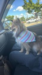 Reunited Female Dog last seen 45th ave s Tukwila wa 98178, Tukwila, WA 98178