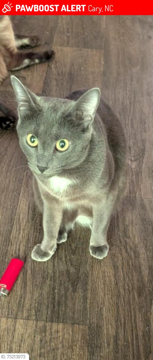 Lost Female Cat last seen Near maa waterford, Cary, NC 27513