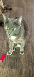 Lost Female Cat last seen Near maa waterford, Cary, NC 27513