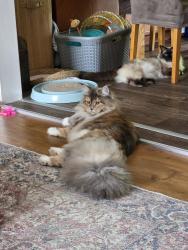 Reunited Female Cat last seen Last seen in gardens between Kings walk and Hinckley Road, Leicester Forest East, England LE3 3JP
