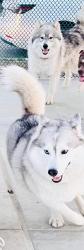 Reunited Female Dog last seen Wyoming and Avon, Burbank, CA 91505