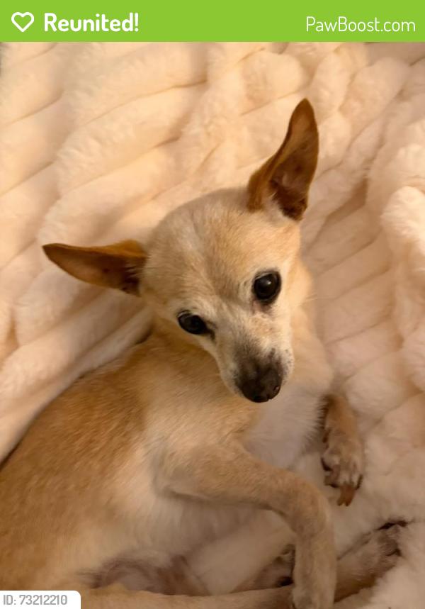 Reunited Female Dog last seen Elata st oakleigh, Oakleigh, VIC 3166