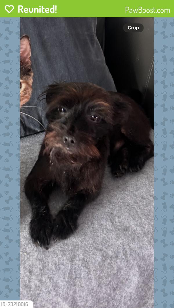 Reunited Male Dog last seen Near Beverly Plaza apmts and Vons, Long Beach, CA 90815