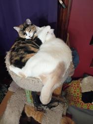 Lost Female Cat last seen Jefferson street seaboard ave Chesapeake, Chesapeake, VA 23324