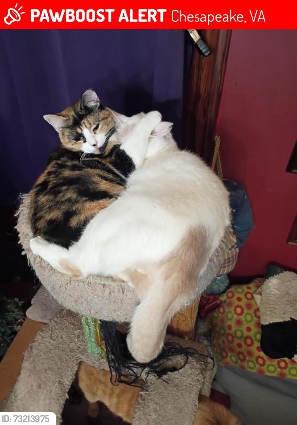 Lost Female Cat last seen Jefferson street seaboard ave Chesapeake, Chesapeake, VA 23324