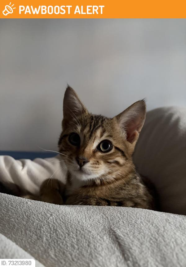 Found/Stray Female Cat last seen Custom hse starion, Greater London, England 