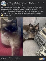 Lost Male Cat last seen Starbucks by mills park, Carson City, NV 89703