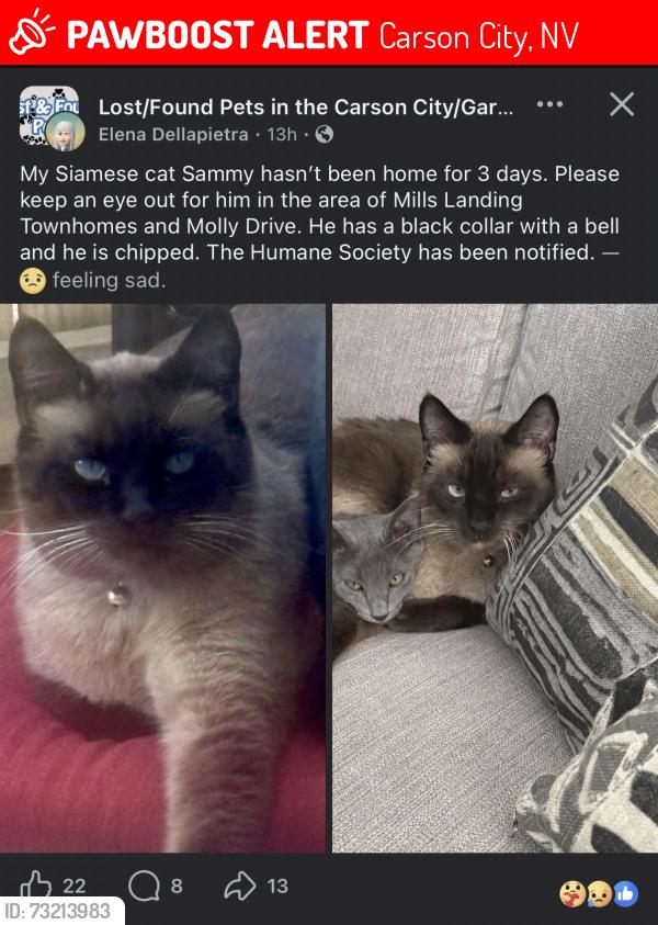 Lost Male Cat last seen Starbucks by mills park, Carson City, NV 89703